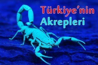 Türkiye’nin Akrepleri